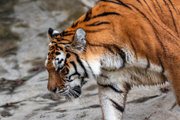 Tiger walking and chilling