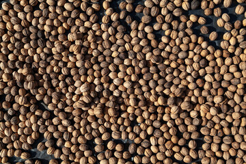 Walnuts lie black on background