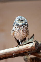 Beautiful Owl in Zurich Zoo