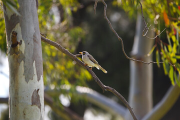 Australian native noisy miner bird perched on a tree branch backlit from the sun, in Adelaide,...