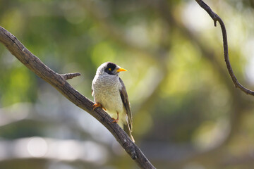 Australian native noisy miner bird perched on a tree branch backlit from the sun, in Adelaide,...