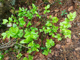 Bushes of wild blueberry