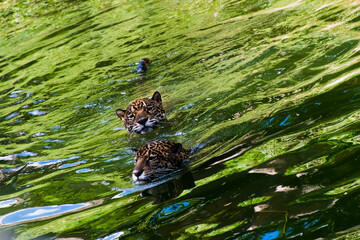 Two leopards are playing in the pond.