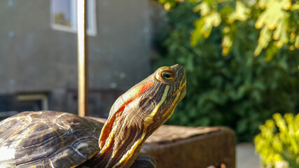 A red-eared turtle. A reptile and an aquatic animal.