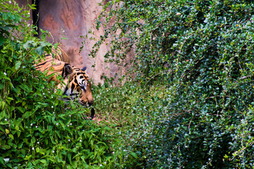 A tiger walking through a bush with a cave background.