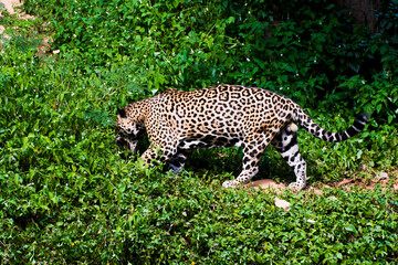 Picture of a leopard rummaging through the bushes.