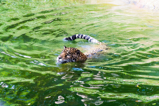 Pictures of leopards that are floating in the water.