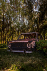 Rustic car on forest floor covered in grass and trees