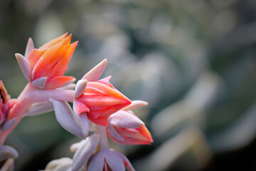 Fototapeta premium Red