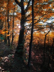 Fairy autumn forest in the morning, a magical place, yellow and orange leaves on the trees. Autumn colors in the park. 