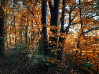 Fototapeta premium Fairy autumn forest in the morning, a magical place, yellow and orange leaves on the trees. Autumn colors in the park.