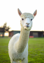 White alpaca at farm, looking in the camera, sunset lights. Farm, coutrylife. Closeup view.