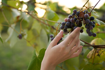grapes nature green leaves vitamins organic