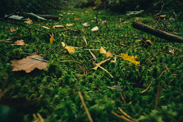 autumn leaves on the grass in forest