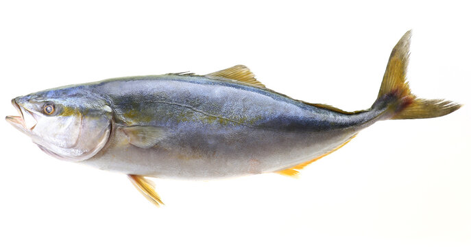 Big yellowtail fish on white background