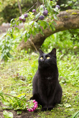 Beautiful black bombay cat with yellow eyes sit outdoors in nature in autumn summer garden with flowers under plum tree