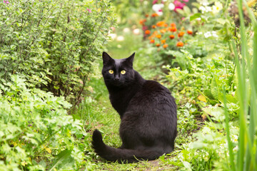 Beautiful black bombay cat with yellow eyes sit outdoors in nature in autumn summer garden with...