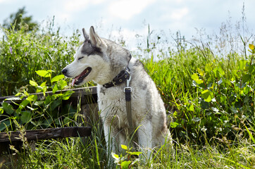 Portrait of siberian husky with blue eyes at field. Husky dog on nature walk