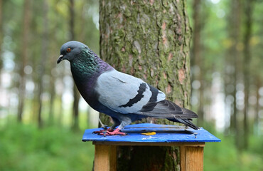 A large gray pigeon sits on the roof of a feeder that hangs from a tree in a city park