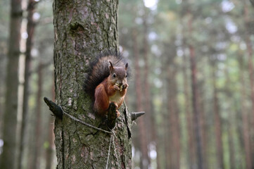 A ginger squirrel with a fluffy tail sits on a broken knot in a tree and holds a nut in its front paws