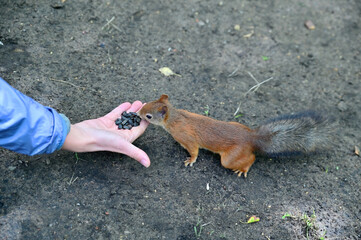 A ginger squirrel stretches its muzzle towards a woman's hand, on which are several sunflower seeds. The gray fluffy tail sticks out back