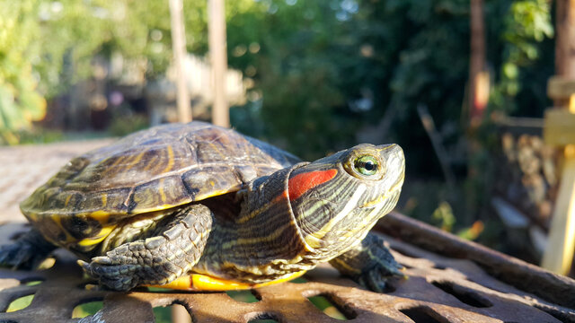 A red-eared turtle. A reptile and an aquatic animal.