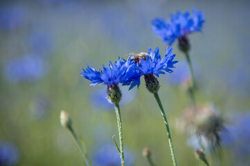 Kornblumen und Biene