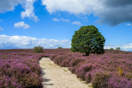Sand Track through Heathland