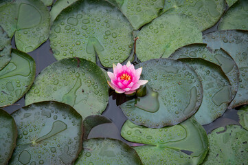 Seerosen mit Wasserperlen © ScullyPictures