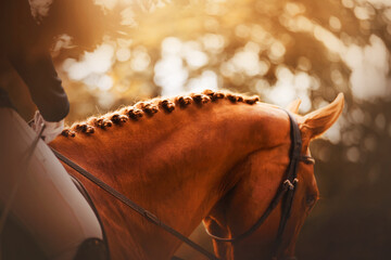 A beautiful sorrel horse with a rider in the saddle has a braided mane, illuminated by warm sunlight on an autumn day. Equestrian life. Horse riding.