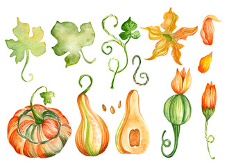 Watercolor set of pumpkins. Orange pumpkins, leaves and pumpkin flowers on a white background. Cut pumpkins and pumpkin seeds. Thanksgiving, harvest, autumn.