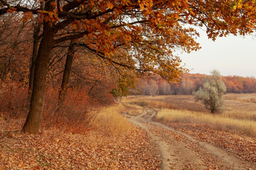 Obraz premium Scenic autumn landscape with dirt road