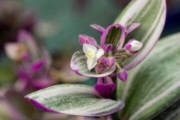 Close up on a flower of a Tradescantia albiflora. This plant have succulent leaves, variegated pink, green and purple. This cultivar is the Tradescantia albiflora “Nanouk".