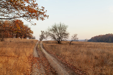 Fototapeta premium Dirt road between yellow dry grass