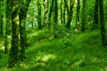 Ireland forest at summer time. Green background
