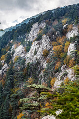 Autumn and wild horses in the cedar forests of AntalyaBey Mountains