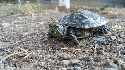 A red-eared turtle. A reptile and an aquatic animal.