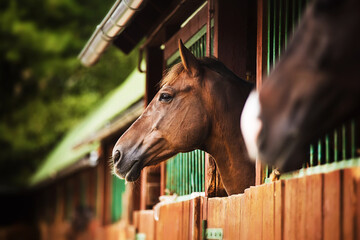 Portrait of a beautiful bay horse standing in a stall in the stable in the summer. Equestrian life....