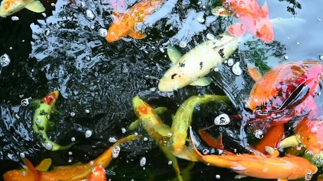 Slow motion of Koi fish or carp fish swimming in pond. It golden red orange and yellow of body koi fish. The surface ripples while the carp fish swim in the pond.