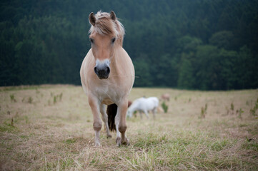 Pferd in freier Natur