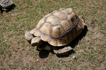 giant tortoise going on the grass in the zoo of Budapest in Hungary