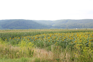 Beautiful field of sunflower near the mountains. Carpathians mountains landscape after rain. Peaceful relaxing view