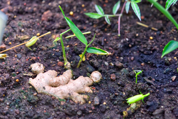 Young ginger plant growing in soil. close up