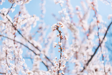 Branches of blossoming cherry on a background of blue sky. Pink sakura flowers, spring, dreamy romantic image, copy space.