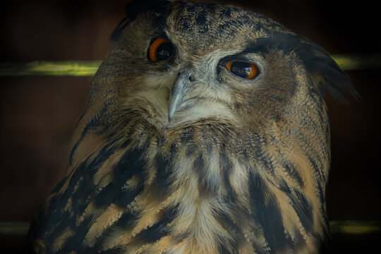 Bubo bubo. Ritratto in primissimo piano di gufo reale mentre fa l'occhiolino.