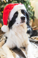 Funny portrait of cute puppy dog border collie wearing Christmas costume red Santa Claus hat near christmas tree at home indoors background. Preparation for holiday. Happy Merry Christmas concept.