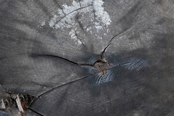 Black cross section of the tree texture background. Weathered wood section. Sawn off logs exposing cross-section with cracks. Closeup. Texture of background