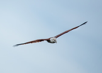 Flying eagle
