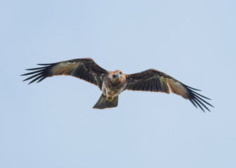 Flying eagle