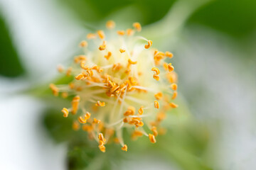 Close-up of a white rosehip (Suaveolens) flower. Rosehip is brewed in tea.	